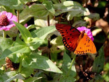 Butterfly Garden